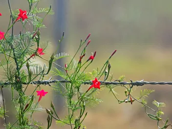 Wilec pierzasty - zdjęcie 4