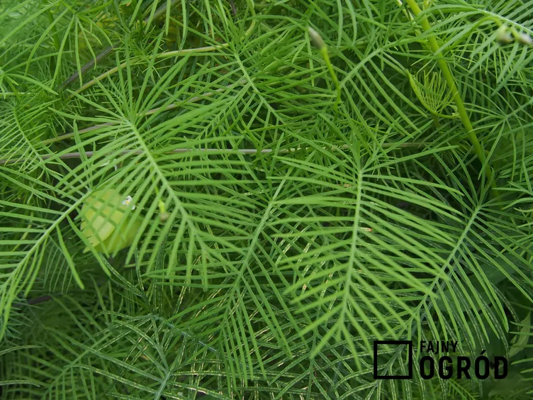 Wilec pierzasty - zdjęcie 5 Wilec pierzasty - zdjęcie 5