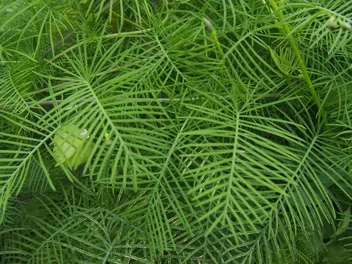 Wilec pierzasty - zdjęcie 5