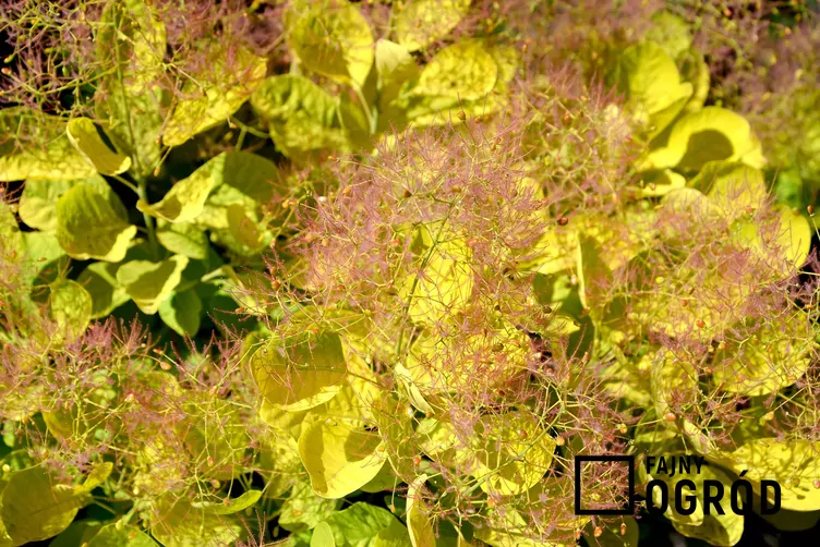 Perukowiec podolski 'Golden Spirit'