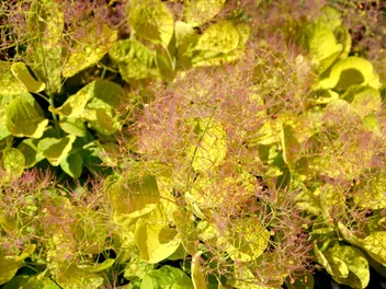 Zdjęcie ilustrujące perukowiec podolski 'golden spirit'