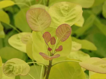 Perukowiec podolski 'Golden Spirit' - zdjęcie 2