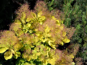 Perukowiec podolski 'Golden Spirit' - zdjęcie 3