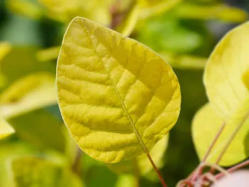 Perukowiec podolski 'Golden Spirit' - zdjęcie 4