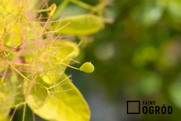 Perukowiec podolski 'Golden Spirit' - zdjęcie 5