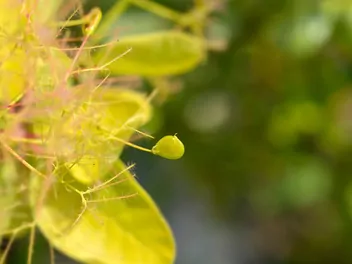 Perukowiec podolski 'Golden Spirit' - zdjęcie 5
