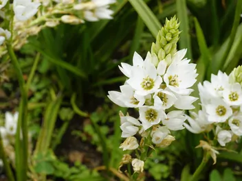 Zdjęcie ilustrujące śniedek wiechowaty
