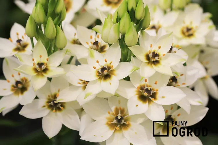 Śniedek wiechowaty Śniedek wiechowaty