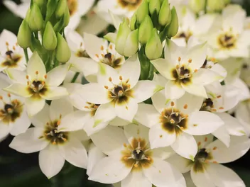 Śniedek wiechowaty - zdjęcie 2