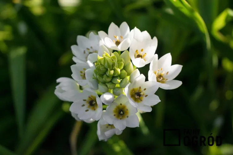 Śniedek wiechowaty Śniedek wiechowaty