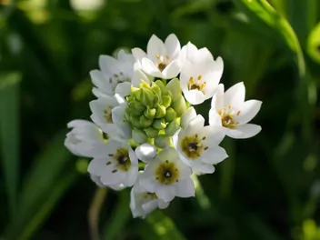 Śniedek wiechowaty - zdjęcie 3