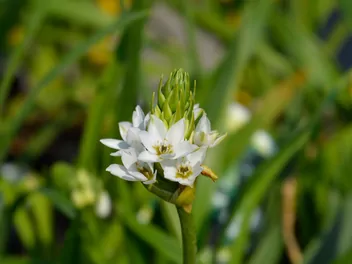 Śniedek wiechowaty - zdjęcie 4