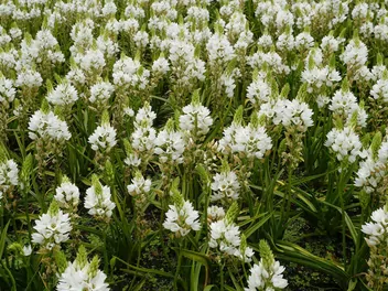 Śniedek wiechowaty - zdjęcie 5