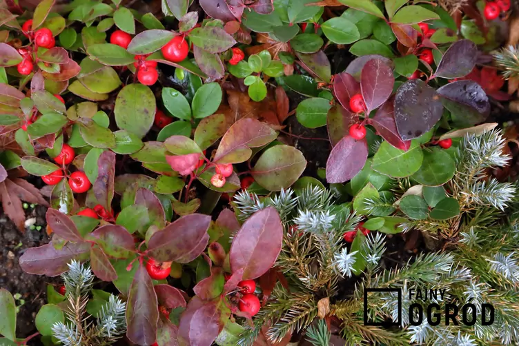 Golteria pełzająca big berry