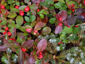 Golteria rozesłana 'Big Berry' - zdjęcie 2