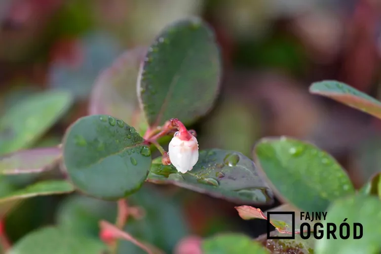 Golteria rozesłana 'Big Berry'