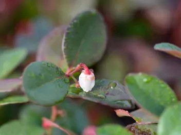 Golteria rozesłana 'Big Berry' - zdjęcie 3