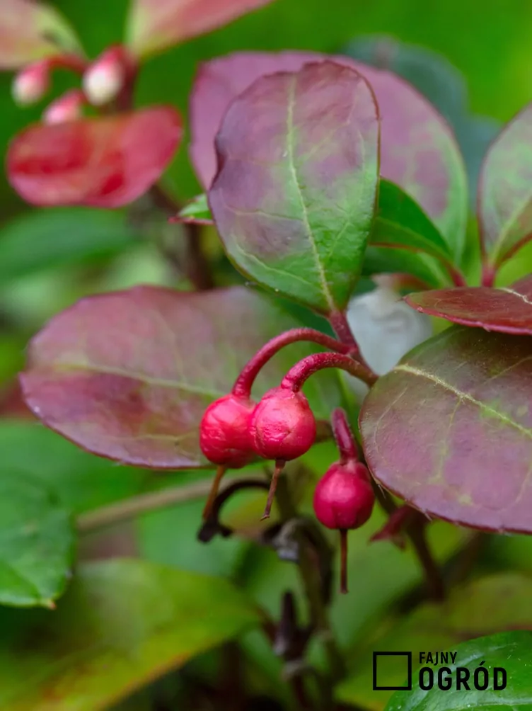 Golteria rozesłana 'Big Berry'