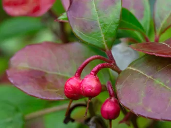 Golteria rozesłana 'Big Berry' - zdjęcie 4