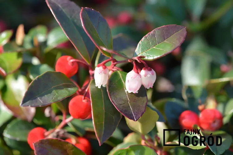 Golteria rozesłana 'Big Berry' - zdjęcie 5