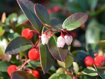 Golteria rozesłana 'Big Berry' - zdjęcie 5