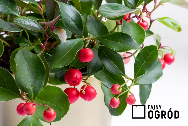 Golteria rozesłana 'Big Berry'