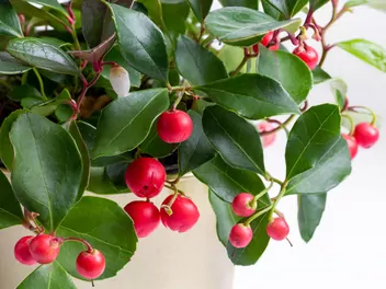 Zdjęcie ilustrujące golteria rozesłana 'big berry'