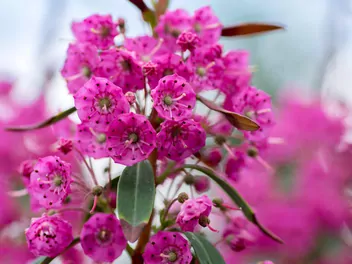 Kalmia wąskolistna - zdjęcie 2