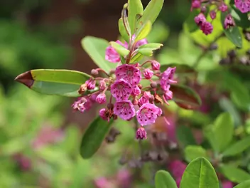 Kalmia wąskolistna - zdjęcie 3