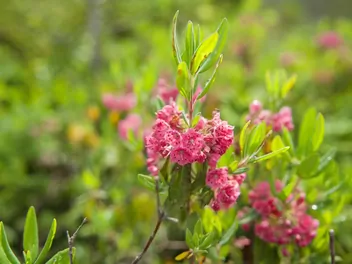 Kalmia wąskolistna - zdjęcie 4