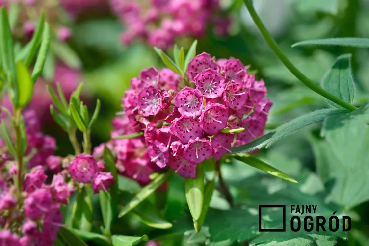 Kalmia wąskolistna - zdjęcie 5