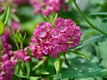 Kalmia wąskolistna - zdjęcie 5