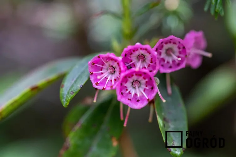Kalmia wąskolistna