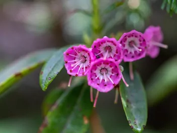 Ilustracja rośliny kalmia wąskolistna