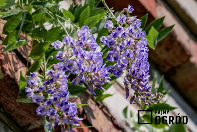 Słodlin amerykański