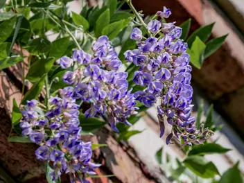 Glicynia amerykańska - zdjęcie 2