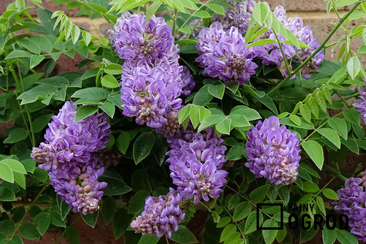 Glicynia amerykańska