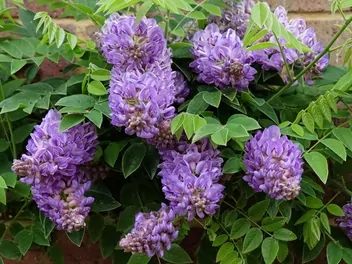 Glicynia amerykańska - zdjęcie 3