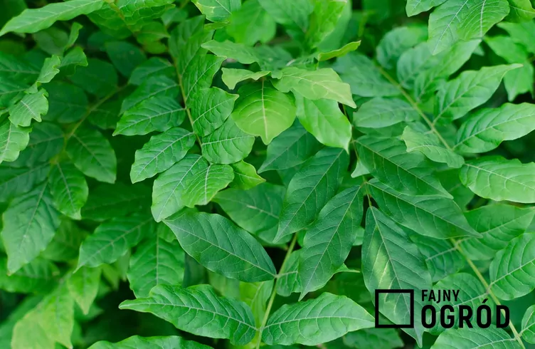 Glicynia amerykańska