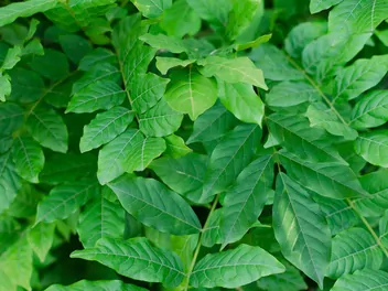 Glicynia amerykańska - zdjęcie 4