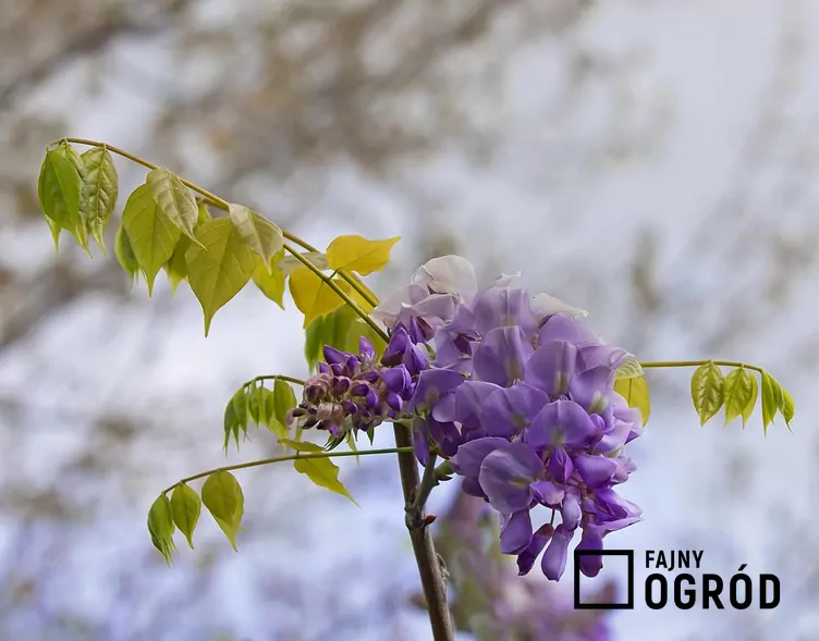 Glicynia amerykańska - zdjęcie 5