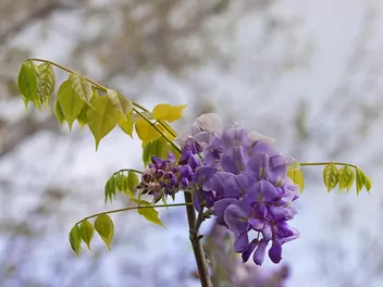 Glicynia amerykańska - zdjęcie 5