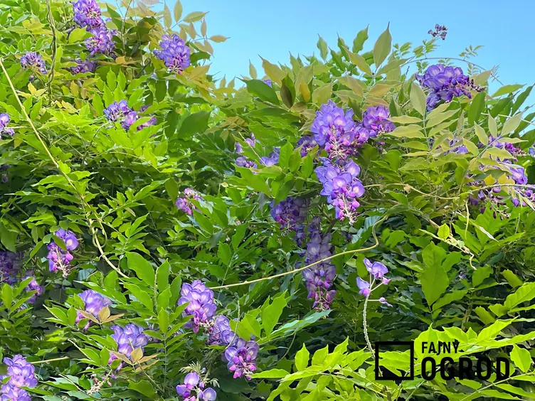 Glicynia amerykańska