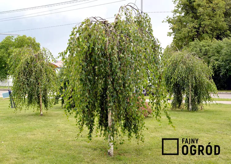 Brzoza long trunk Brzoza long trunk