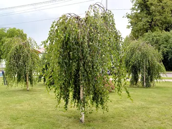 Brzoza pożyteczna ‘Long Trunk’ - zdjęcie 2