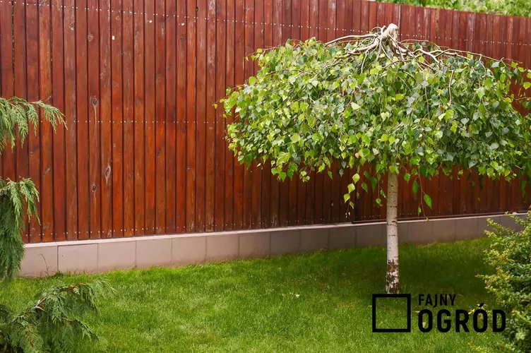 Brzoza pożyteczna ‘Long Trunk’ Brzoza pożyteczna ‘Long Trunk’