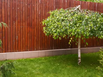 Brzoza pożyteczna ‘Long Trunk’ - zdjęcie 3