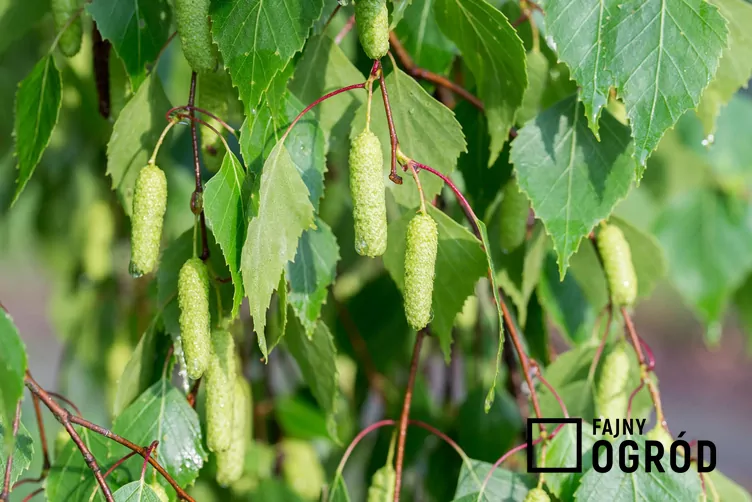 Brzoza pożyteczna ‘Long Trunk’