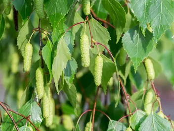 Zdjęcie ilustrujące brzoza pożyteczna ‘long trunk’