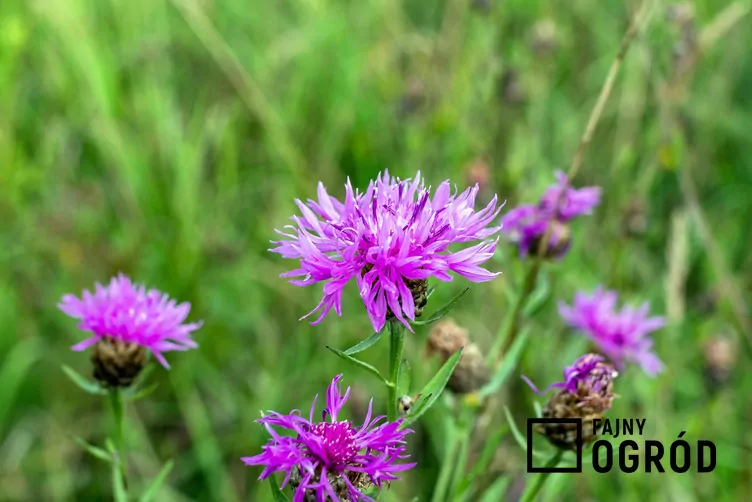 Chaber driakiewnik Chaber driakiewnik